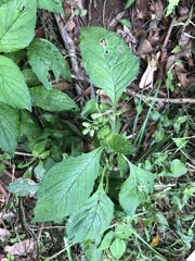 Crassocephalum crepidioides