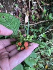 Crassocephalum crepidioides
