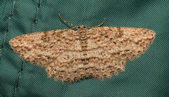 Zermizinga sinuata