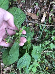 Crassocephalum crepidioides
