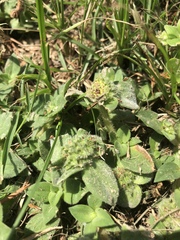 Richardia humistrata