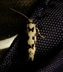 Lichenaula calligrapha