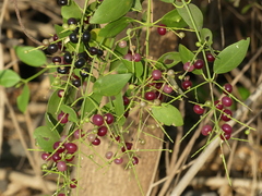 Salvadora persica