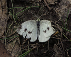 Pieris rapae rapae