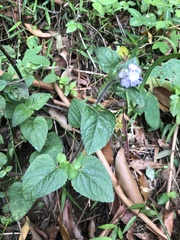 Ageratum houstonianum