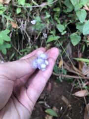 Ageratum houstonianum