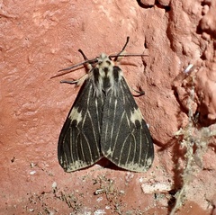Lemyra