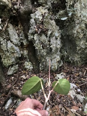 Peperomia maculosa