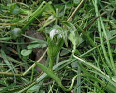 Pterostylis falcata