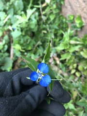 Commelina cyanea