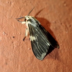 Lemyra