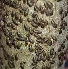 Alyxoria varia