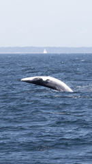 Balaenoptera acutorostrata