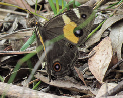 Tisiphone abeona albifascia