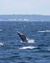 Balaenoptera acutorostrata