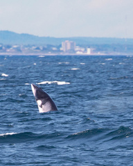 Balaenoptera acutorostrata