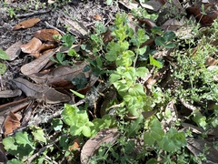 Triodanis perfoliata