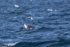 Balaenoptera acutorostrata