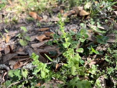 Triodanis perfoliata