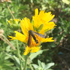 Lepidophora lepidocera