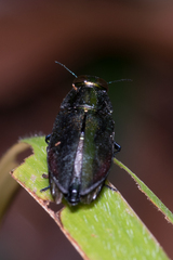 Buprestidae