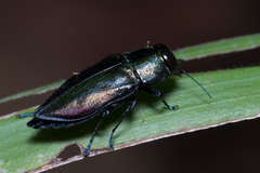Buprestidae