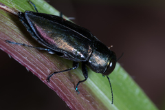 Buprestidae
