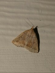 Zanclognatha jacchusalis