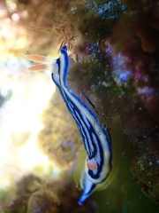 Hypselodoris maritima
