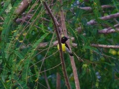 Leptocoma