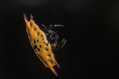 Gasteracantha quadrispinosa