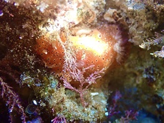 Dendrodoris guttata