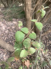 Tremandra stelligera