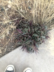 Penstemon parryi
