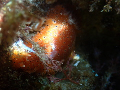 Dendrodoris guttata