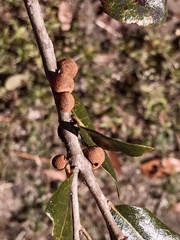 Disholcaspis quercusvirens