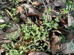 Arenaria serpyllifolia