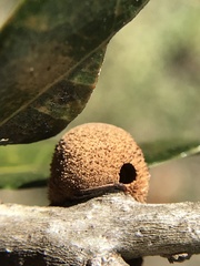 Disholcaspis quercusvirens