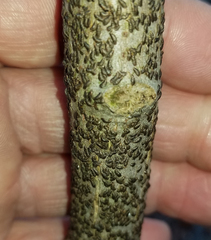 Alyxoria varia