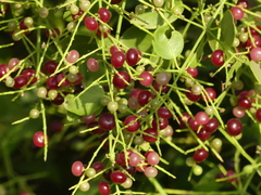 Salvadora persica