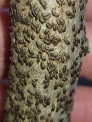 Alyxoria varia