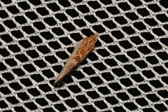 Glyphidoptera polymita