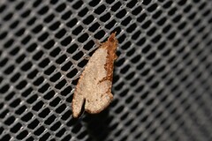 Glyphidoptera polymita