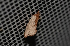 Glyphidoptera polymita