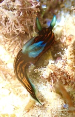 Roboastra gracilis