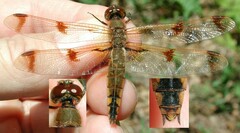 Libellula semifasciata