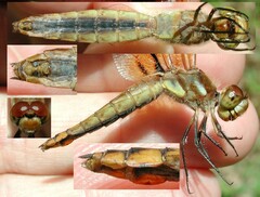 Libellula semifasciata