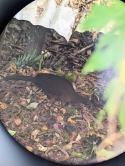 Chamaepetes goudotii