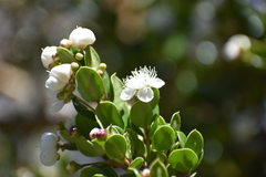 Luma apiculata
