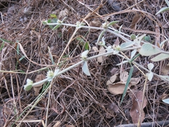 Gomphrenoideae